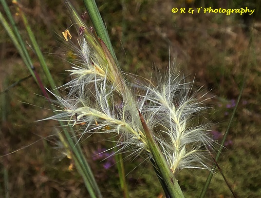 {Andropogon ternarius}